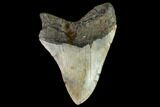 Fossil Megalodon Tooth - North Carolina #109819-2